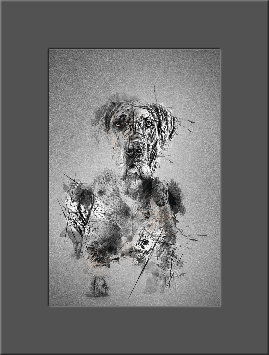 Dogue allemand #02