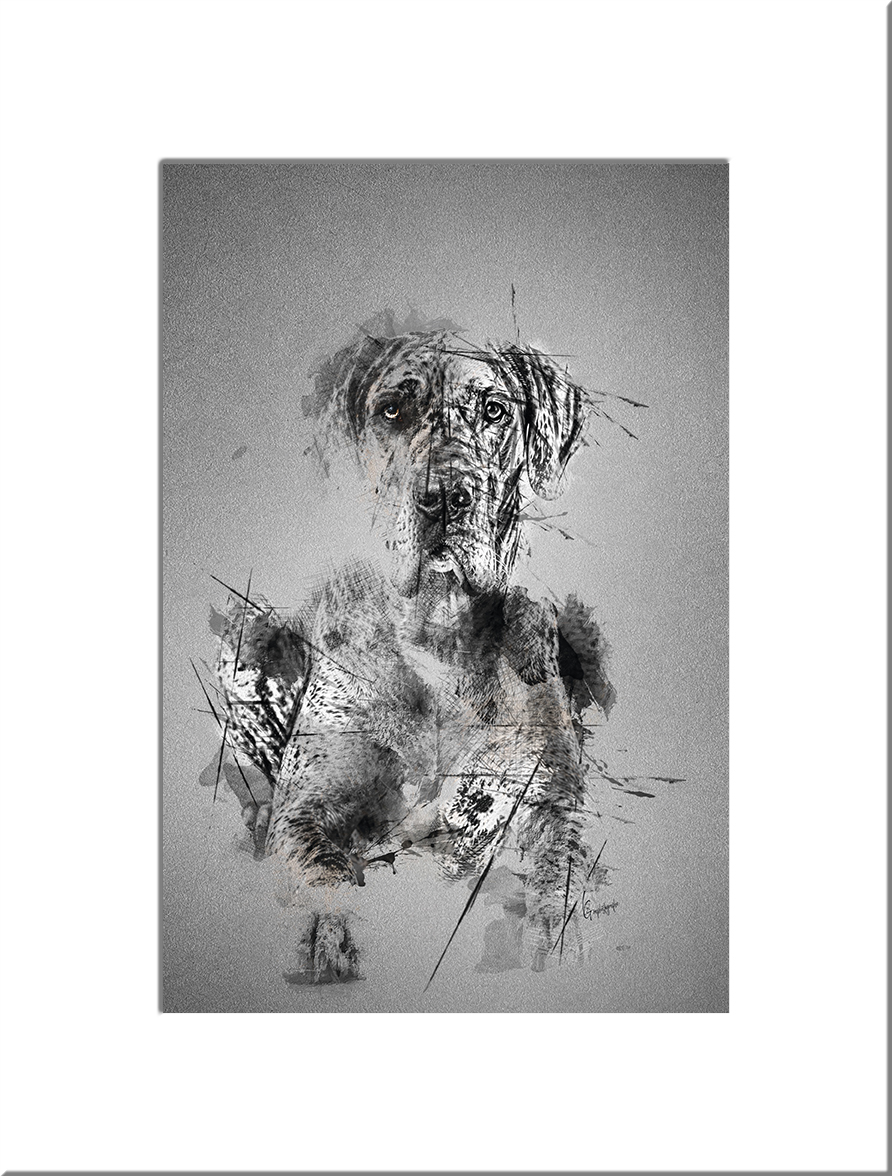 Dogue allemand #02